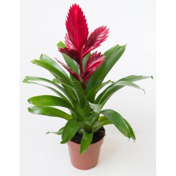 BROMELIA POT 11 CM + CERAMIC
