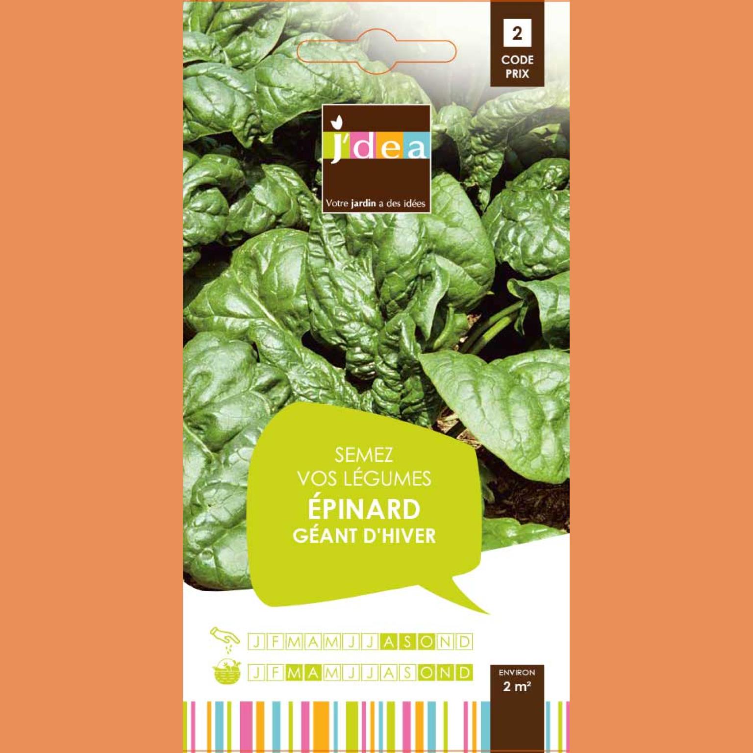 EPINARD GEANT D'HIVER