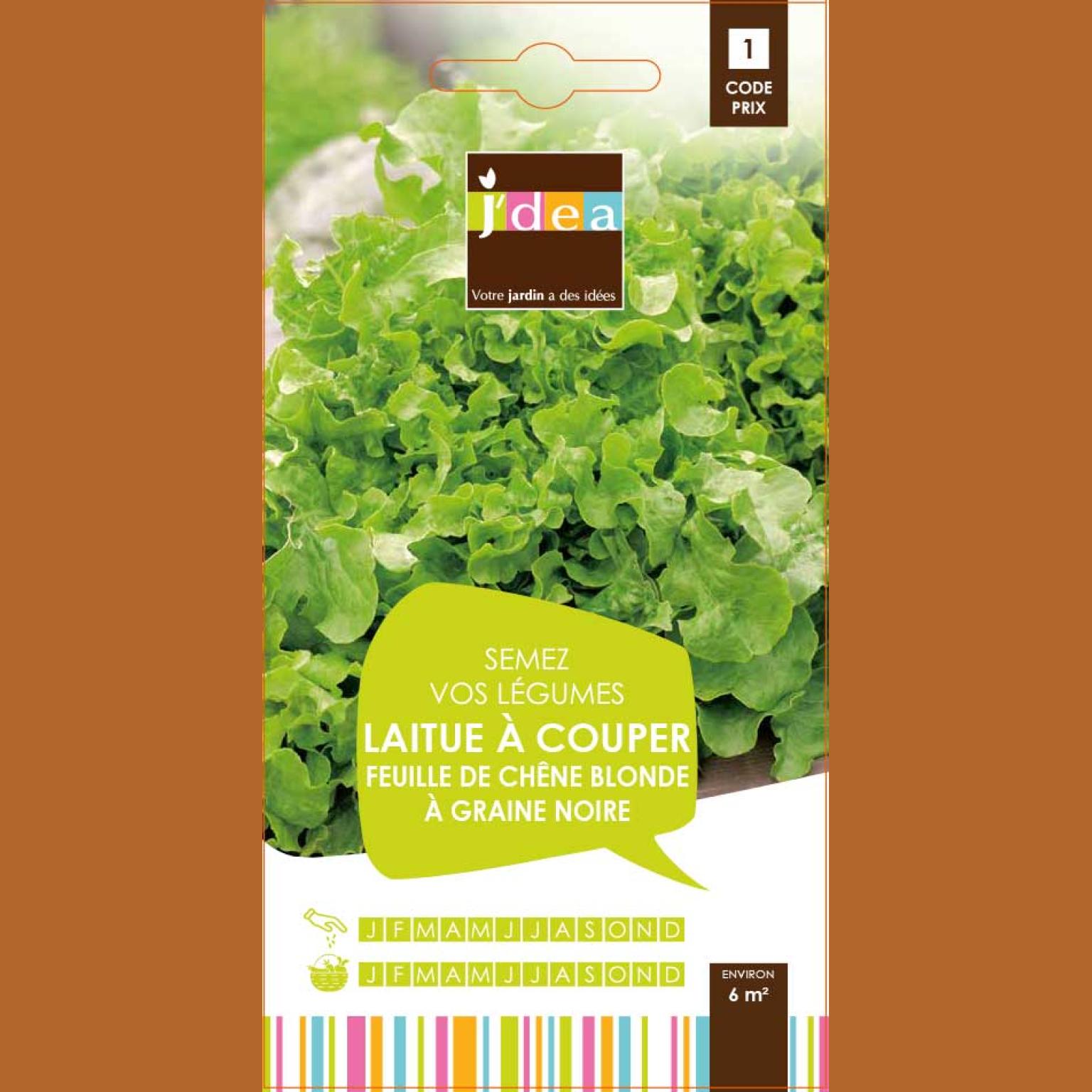 LAITUE A COUPER FEUILLE DE CHENE BLONDE A GRAINE N