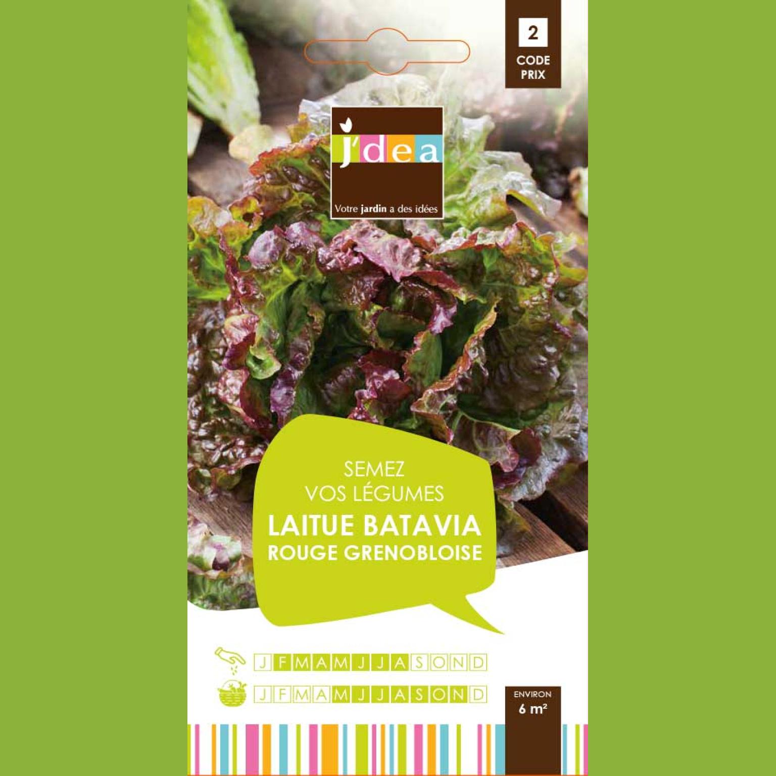 LAITUE BATAVIA ROUGE GRENOBLOISE