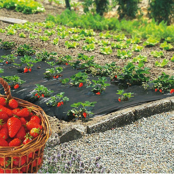 FILM DE PAILLAGE FRAISES NOIR 40Y 1,40MX20M