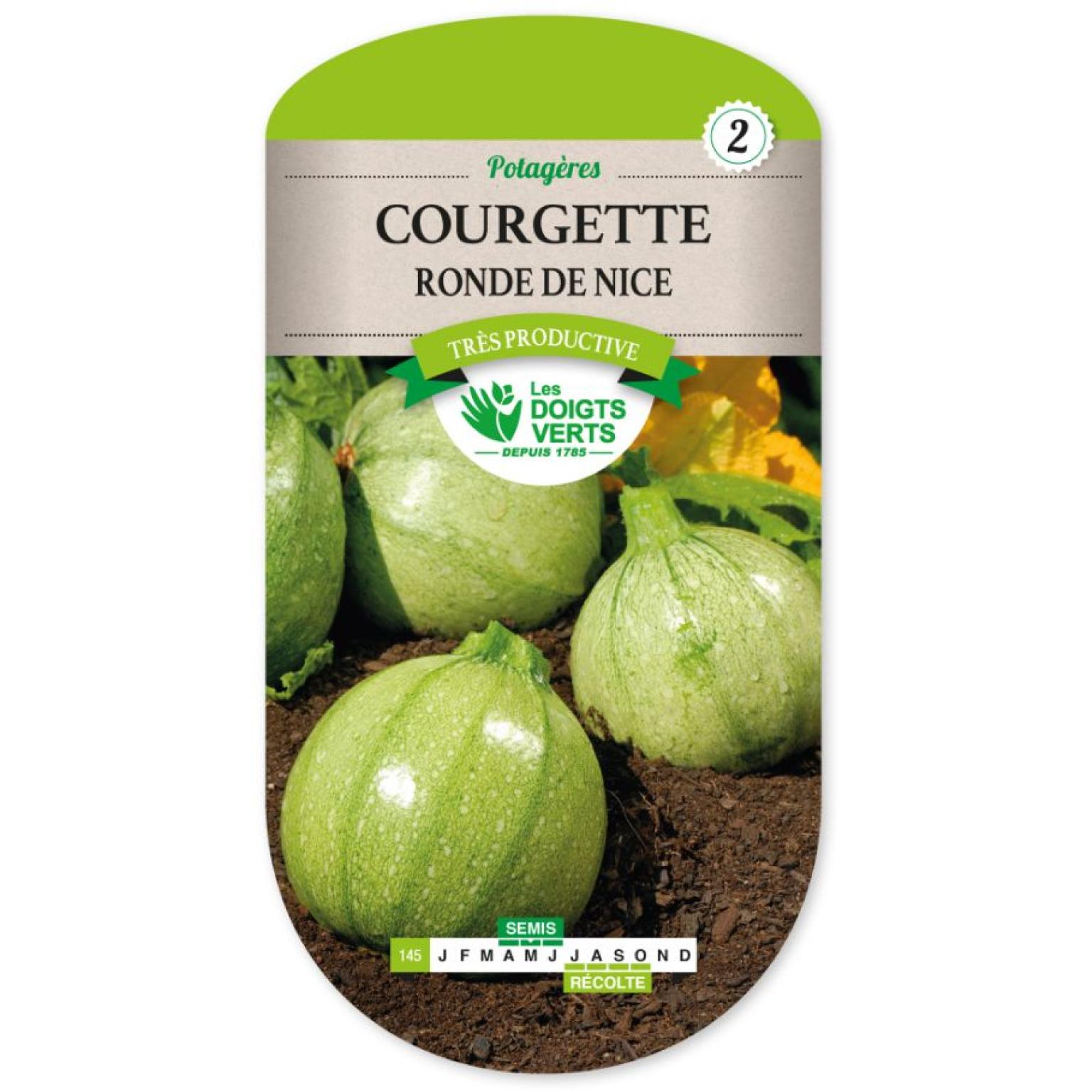 COURGETTE RONDE DE NICE