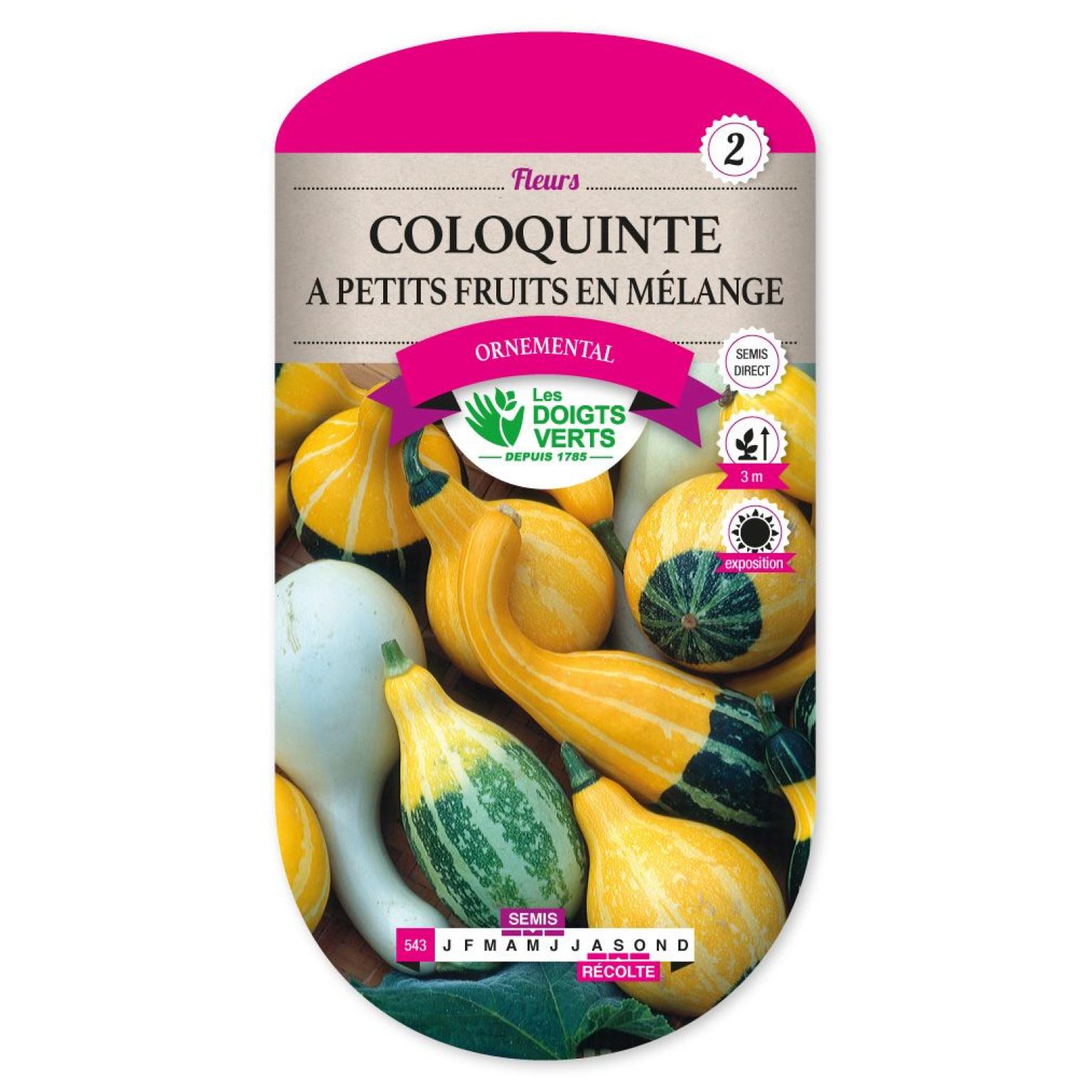 COLOQUINTE PETITS FRUITS MELANGE
