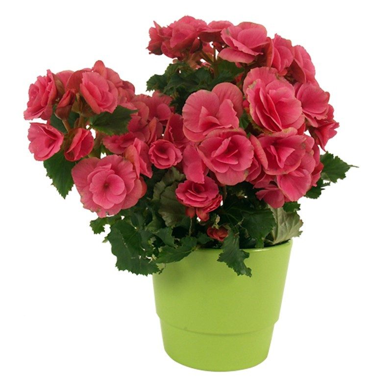 BEGONIA ELATIOR POT 14CM H31CM