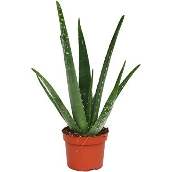 ALOE VERA POT 12CM