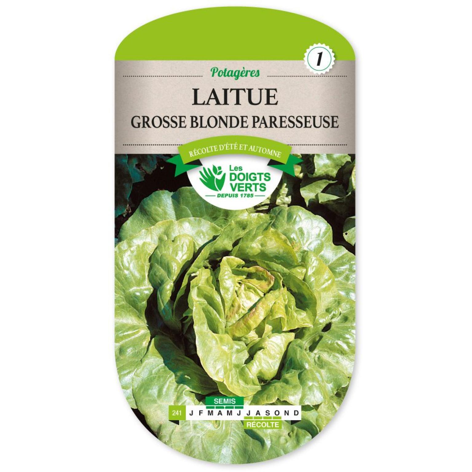 LAITUE GROSSE BLONDE PARESSEUSE