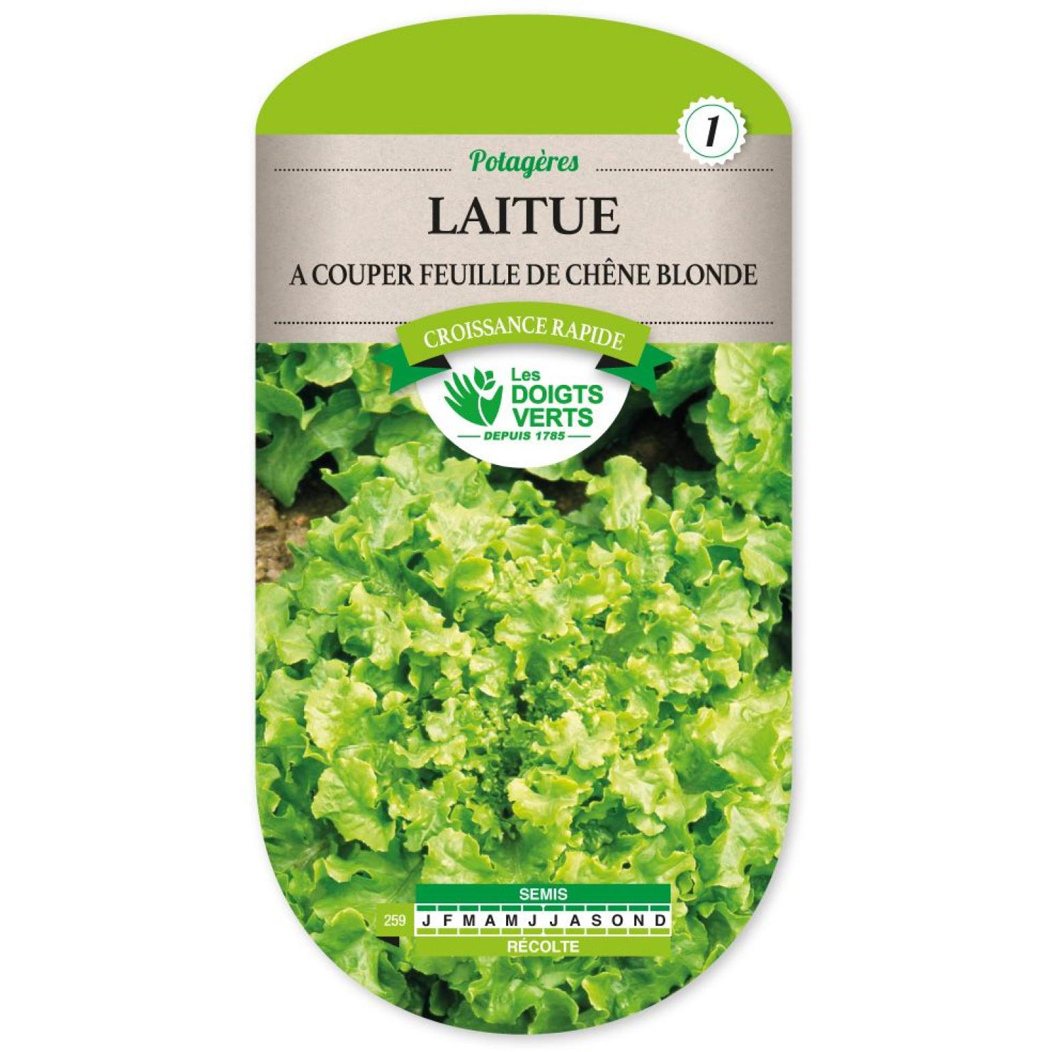 LAITUE A COUPER FEUILLE DE CHENE BLONDE