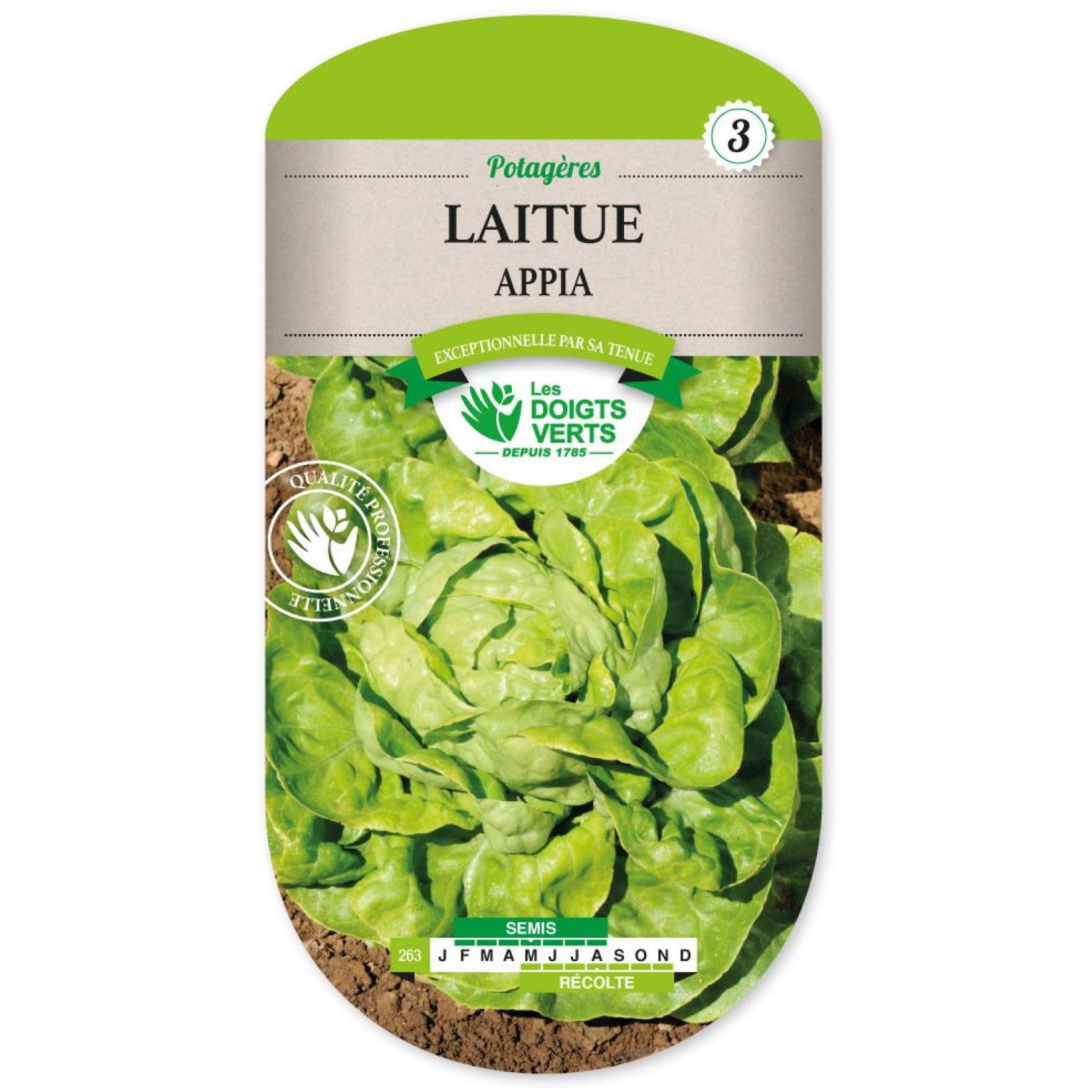 LAITUE APPIA