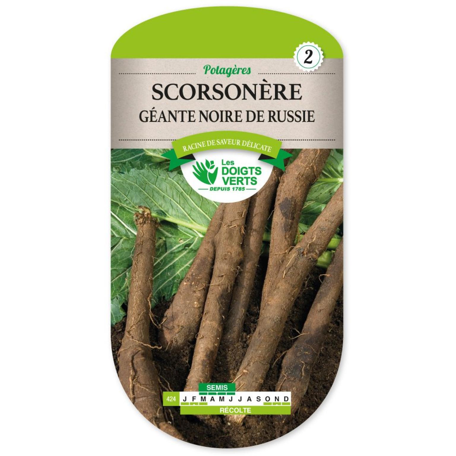 SCORSONERE GEANTE DE RUSSIE