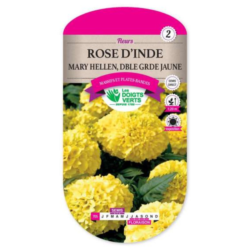 ROSE INDE DOUBLE GDE JAUNE MARY HELEN