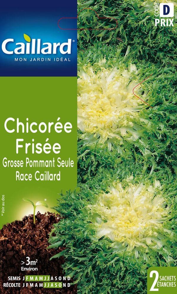 CHICOREE FRISEE GROSSE POMMANT S