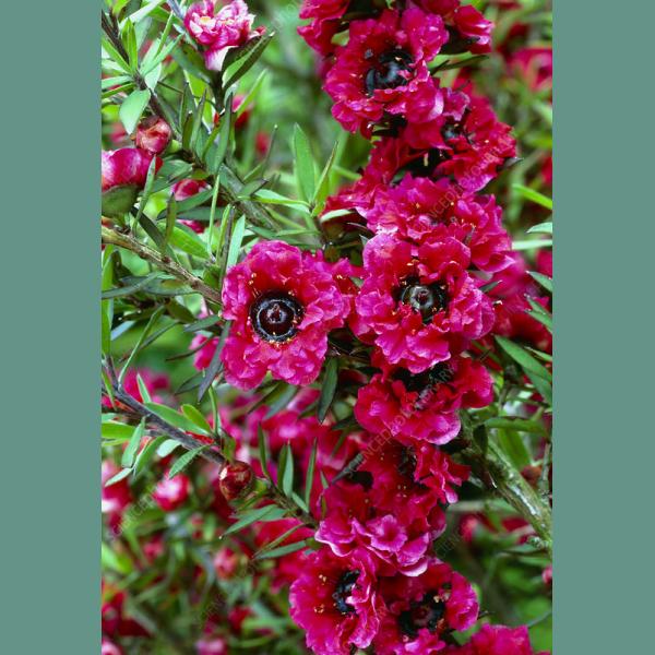 LEPTOSPERMUM SCOPARIUS RED DAMASK C3L