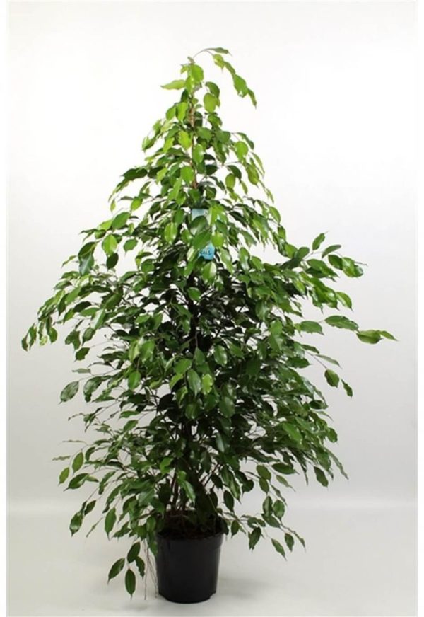 FICUS BENJAMINA POT 21CM