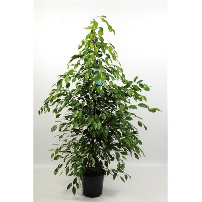 FICUS BENJAMINA POT 21CM