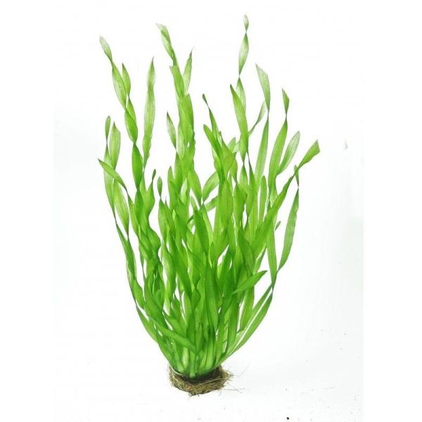 VALLISNERIA ASIATICA BOUQUET