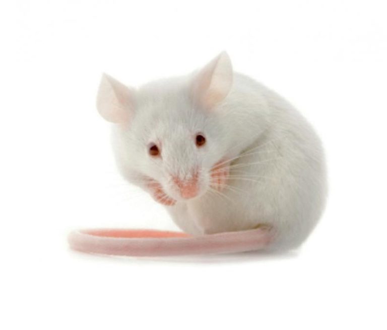 SOURIS CONGELEE ADULTE XL 30-35G