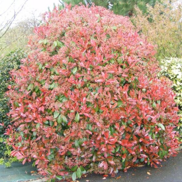 PHOTINIA FRASERI RED ROBIN C18L 1/2 TIGE