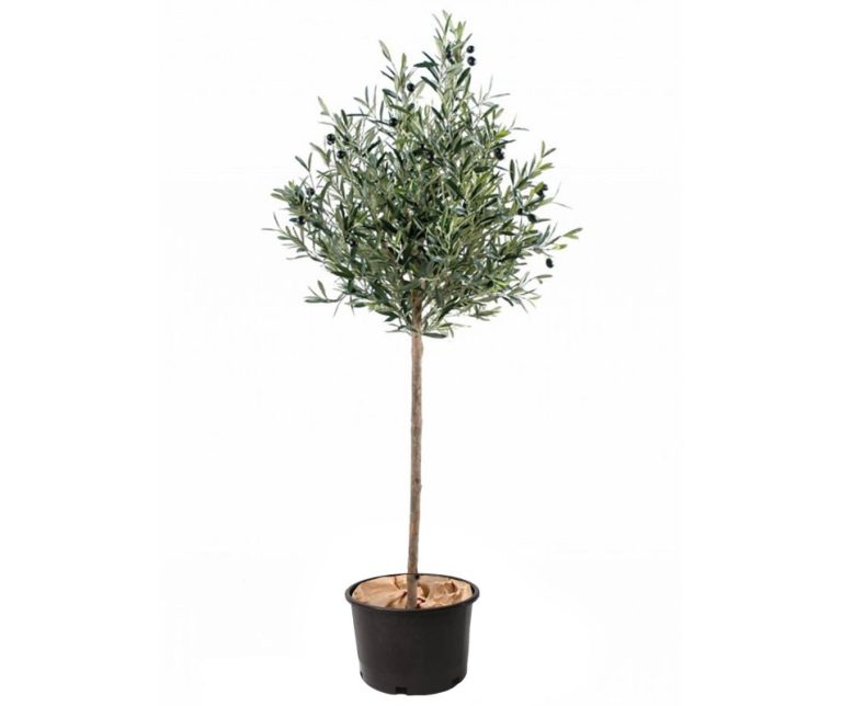 OLIVIER OLEA EUROPAEA BONSAI