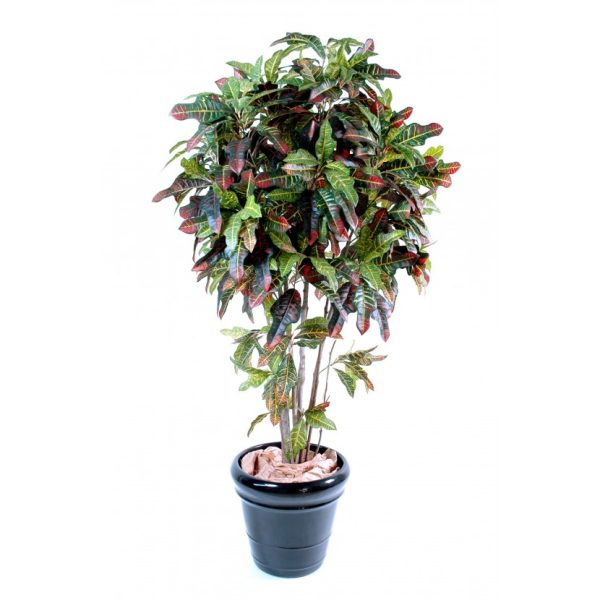 CROTON 150CM