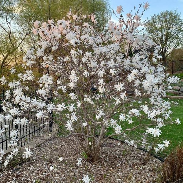 MAGNOLIA STELLATA C55 200