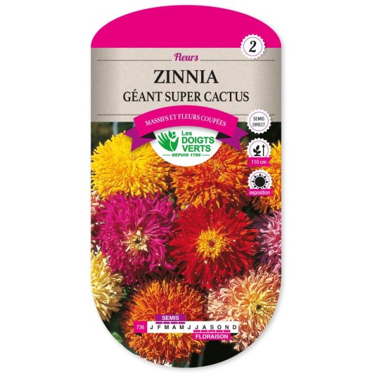 ZINNIA GEANT SUPER CACTUS