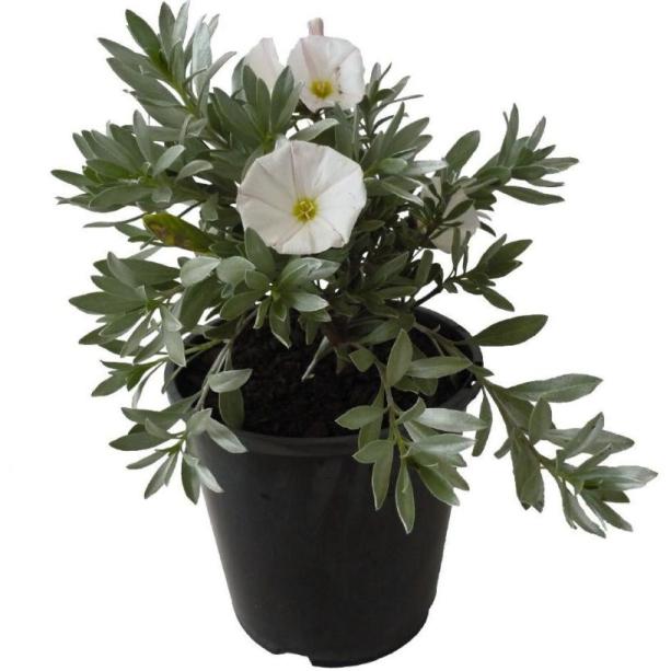 CONVOLVULUS CNEORUM C3L 20/30CM