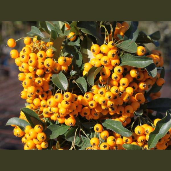 PYRACANTHA CODDINEA SOLEIL D OR C3L 60/80