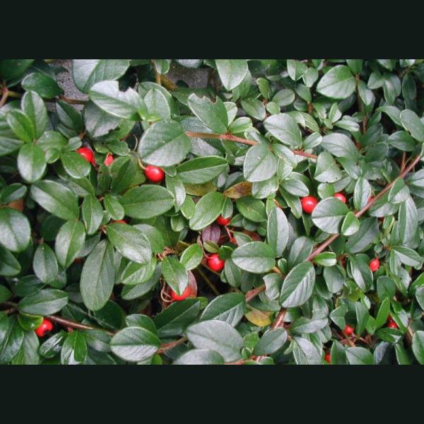 COTONEASTER DAMMERI RADICANS C1L 20/30