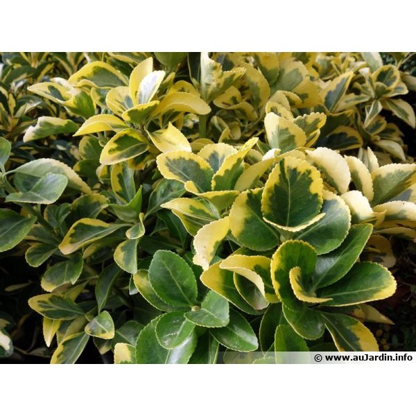 EUONYMUS JAPONICA AUREAUREOMARGINATA C3L 30/40CM