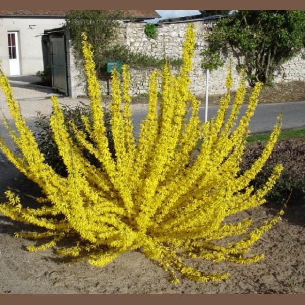 FORSYTHIA INTERMEDIA C4L 60/80