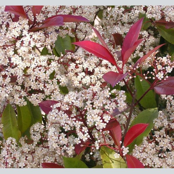 PHOTINIA RED ROBIN 10.5CM