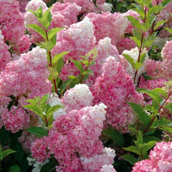 HYDRANGEA PANICULATA VANILLE FRAISE C4L 40/60CM