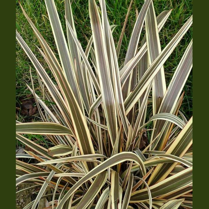 PHORMIUM ALISON BLACKMAN C4L 40/60CM