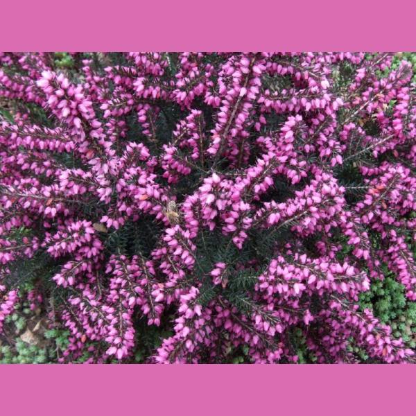 BRUYERE ERICA DARLEYENSIS C3L