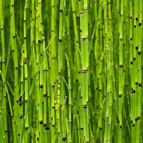 EQUISETUM JAPONICUM C5L