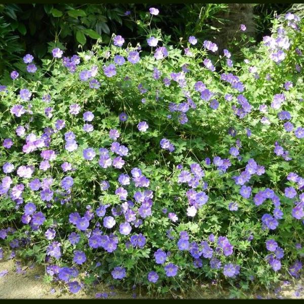 GERANIUM ROZANE C3L 30/40