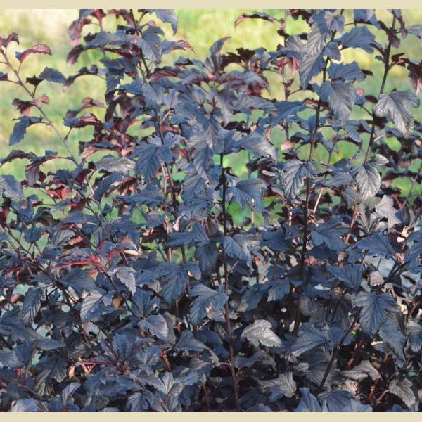 PHYSOCARPUS OPULIFOLIUS MIDNIGHT JONIGHT C3L 40/60