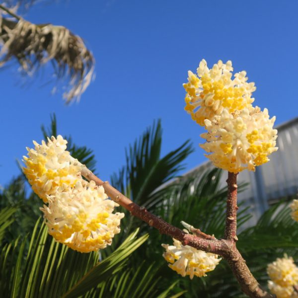 EDGEWORTHIA CHRYSANTHA C3L 20/30CM