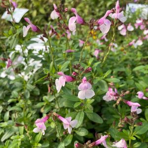 SALVIA GREGGII AMETHIST LIPS C3L 30/40