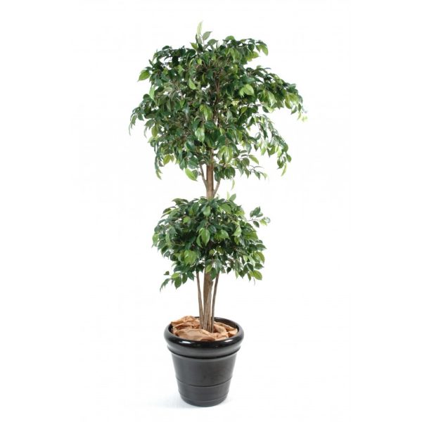 FICUS DOUBLE BOULE 150CM