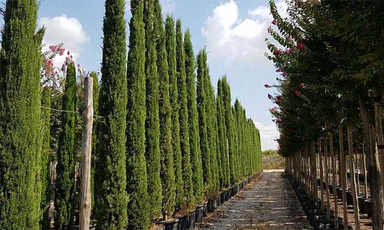 CUPRESSUS TOTEM D20CM