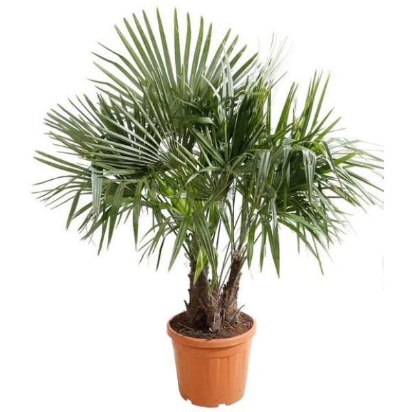 PALMIER TRACHYCARPUS FORT MULTI TRONC POT COL 50