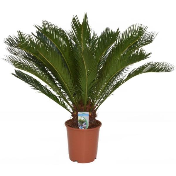 CYCAS REVOLUTA C30L