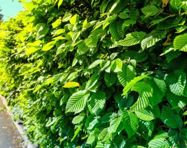 CHARME CARPINUS BETULUS C3L 80-100