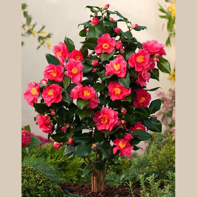 CAMELIA JAPONICA CURLY RED POT 23 CM