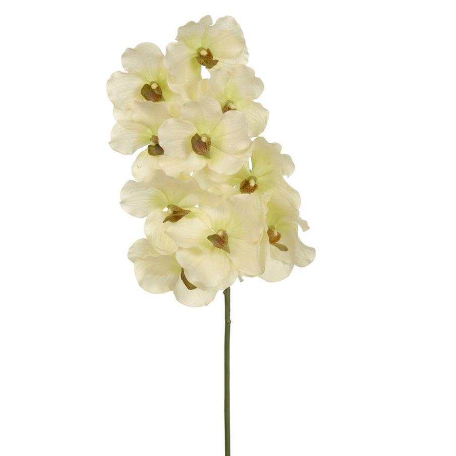 ORCHIDEE VANDA SATIN BLANC/VERT