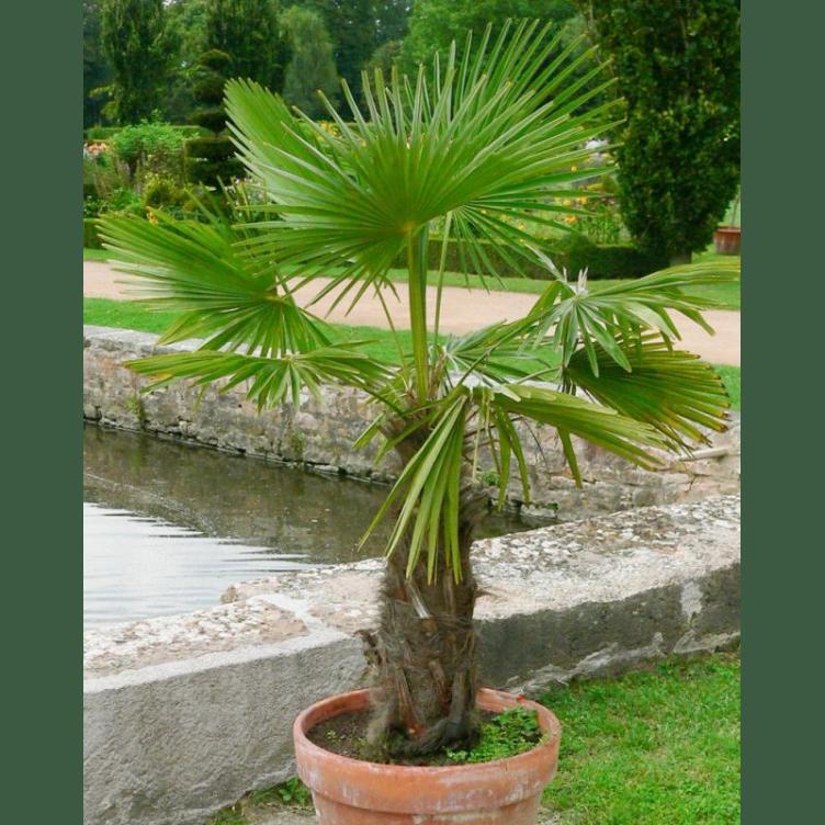 PALMIER TRACHYCARPUS FORTUNEI C18L