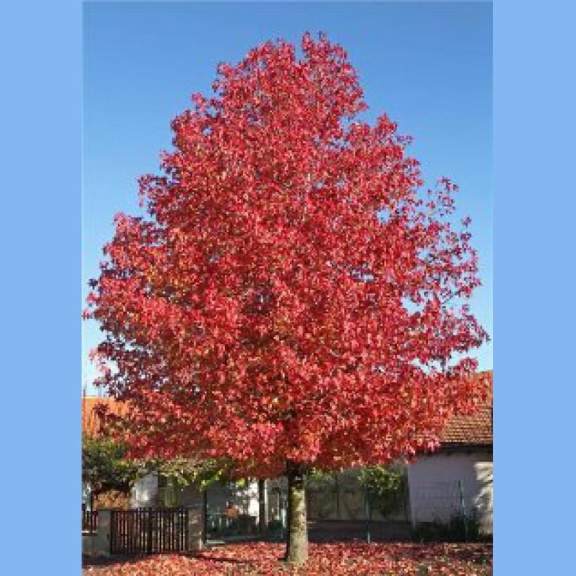 LIQUIDAMBAR STYRACIFLUA C20 L 6/8 TIGE