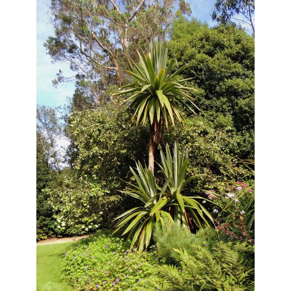 CORDYLINE AUSTRALIS CEPEE C110/130 H200/250CM