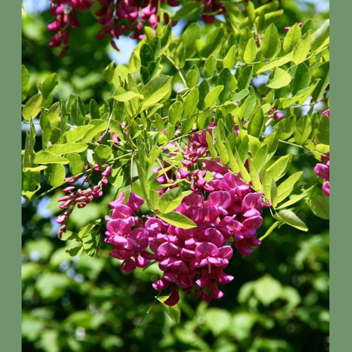 ROBINIA PSEUDOACACIA CASQUE ROUGE C20L 6/8